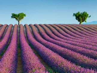 FRANK KRAHMER - Lavender Field, Provence, France