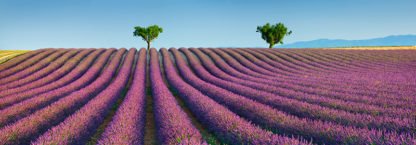 FRANK KRAHMER - Lavender Field, Provence, France