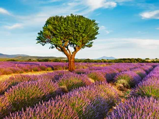 FRANK KRAHMER - Lavender field and almond tree, Provence, France