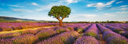 FRANK KRAHMER - Lavender field and almond tree, Provence, France