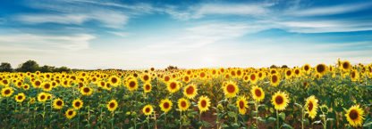 FRANK KRAHMER - Sunflower Field, Plateau Valensole, Provence, France