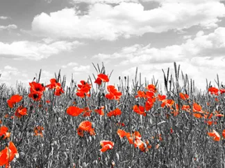 FRANK KRAHMER - Poppies in Corn Field, Bavaria, Germany