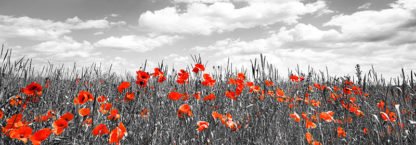 FRANK KRAHMER - Poppies in Corn Field, Bavaria, Germany