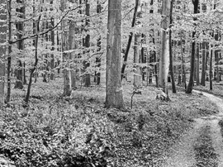FRANK KRAHMER - Beech Forest, Germany