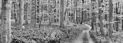 FRANK KRAHMER - Beech Forest, Germany