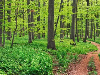FRANK KRAHMER - Beech Forest, Germany