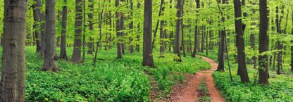 FRANK KRAHMER - Beech Forest, Germany