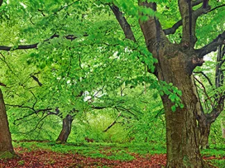 FRANK KRAHMER - European Beech, Kellerwald, Germany