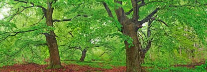 FRANK KRAHMER - European Beech, Kellerwald, Germany