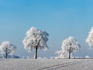 FRANK KRAHMER - Alley Tree with Frost, Bavaria, Germany