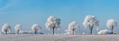 FRANK KRAHMER - Alley Tree with Frost, Bavaria, Germany