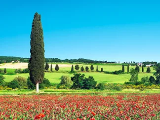 FRANK KRAHMER - Cypress in Poppy Field, Tuscany, Italy
