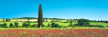 FRANK KRAHMER - Cypress in Poppy Field, Tuscany, Italy