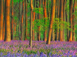 FRANK KRAHMER - Beech Forest with Bluebells, Hampshire, England