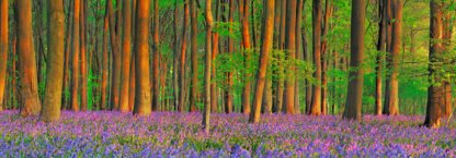 FRANK KRAHMER - Beech Forest with Bluebells, Hampshire, England