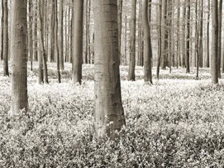FRANK KRAHMER - Beech Forest with Bluebells, Belgium