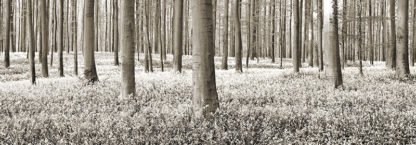 FRANK KRAHMER - Beech Forest with Bluebells, Belgium