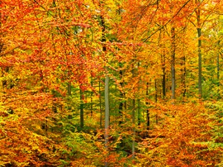 FRANK KRAHMER - Beech Forest in Autumn, Germany