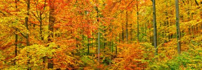 FRANK KRAHMER - Beech Forest in Autumn, Germany