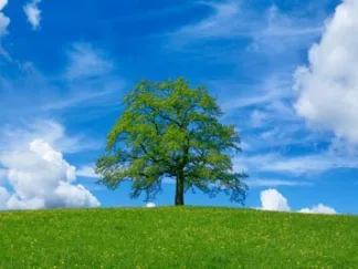 FRANK KRAHMER - Oak and Clouds, Bavaria, Germany