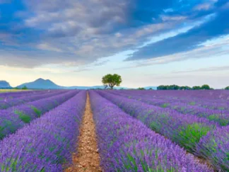FRANK KRAHMER - Lavender Field, France