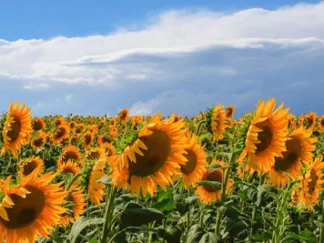 FULVIO FERRUA - Girasoli in Val D'Orcia