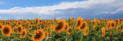 FULVIO FERRUA - Girasoli in Val D'Orcia