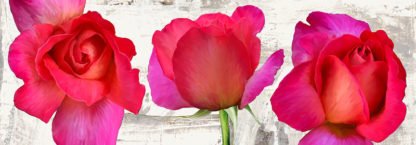 JENNY THOMLINSON - Spring Roses