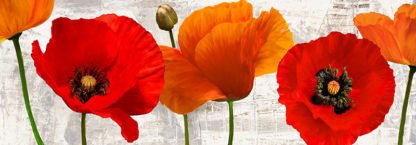 JENNY THOMLINSON - Summer Poppies