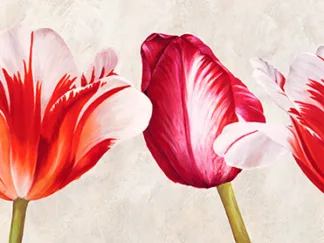 LUCA VILLA - Gioiosi Tulipani