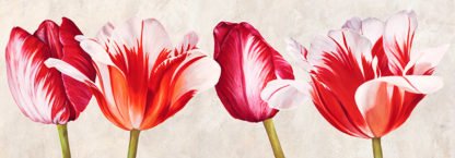 LUCA VILLA - Gioiosi Tulipani