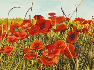 LUCA VILLA - Poppy Field