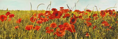 LUCA VILLA - Poppy Field