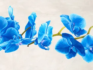 SHIN MILLS - Blue Orchid