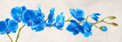 SHIN MILLS - Blue Orchid