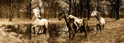 MARC MOREAU - Spirits of the Woods