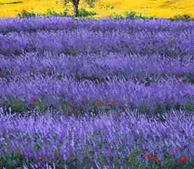 TEBO MARZARI - Pomeriggio tra la Lavanda
