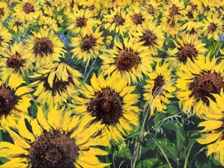 TEBO MARZARI - Girasoli