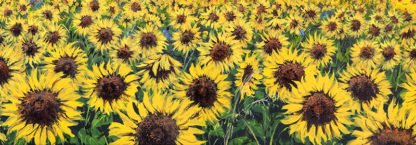 TEBO MARZARI - Girasoli